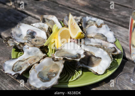 A plate of a dozen oysters at West Mersea Island Stock Photo