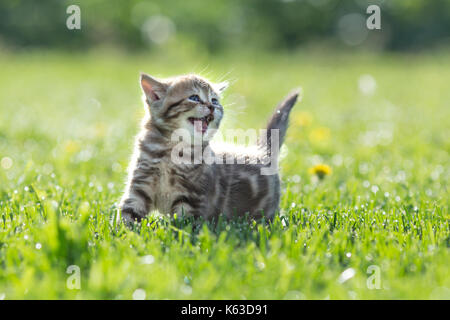 Young cute cat meowing outdoor looking up Stock Photo