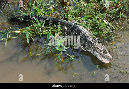 Chinese Alligator or Yangtze Alligator  (Alligator sinensis). Critically threatened endangered, mainly due to conversion of wetland habitat for agricu Stock Photo