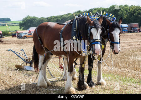 Heavy Horses in Ploughing Demonstration Great Dorset Steam Fair 2017 Stock Photo