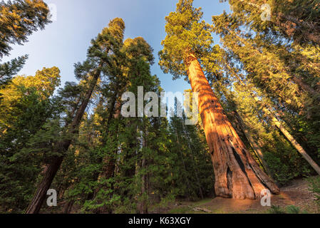 Giant Sequoias in Sequoia National park, California Sierra Nevada. Stock Photo