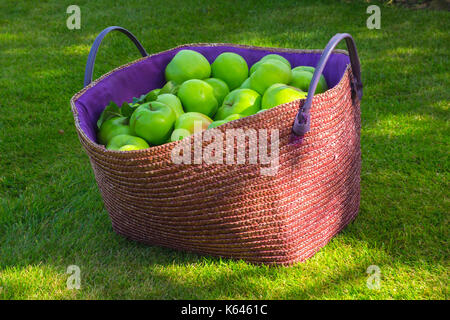 Bramley cooking apples in a basket at harvest time Stock Photo
