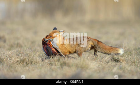 Red fox (Vulpes vulpes), runs in a meadow with prey, hunting pheasant, Moravia, Czech Republic Stock Photo