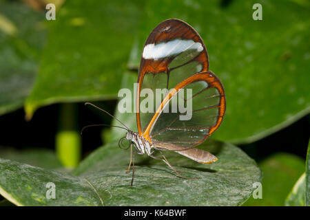 Glasswing (Greta oto), captice Stock Photo