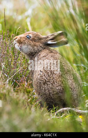 Mountain hare (Lepus timidus) eats, summer coat, Cairngroms National Park, Highlands, Scotland, Great Britain Stock Photo