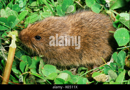 Orkney Vole Microtus arvalis orcadensis. Specimen from the island of Westray. Smaller and lighter in colour than, for example, those on the island of  Stock Photo