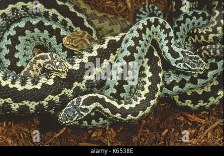 Adders or Northern Vipers Vipera berus. Sexually dimorphic in colour. Three males with a single female, top left. Ectothermic. Spring. Just emerged fr Stock Photo