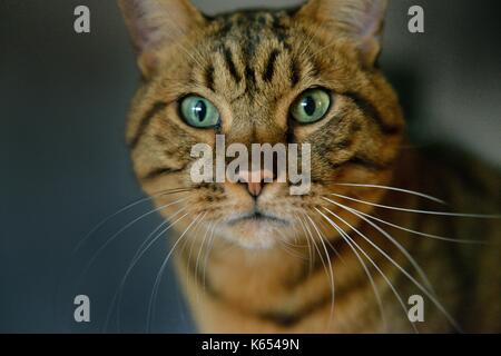 Tabby cat brown close up Stock Photo