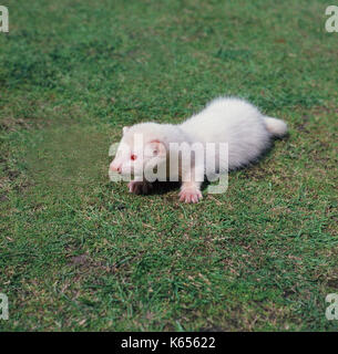 Ferret. White fur, pink eyed, albino form of domesticated polecat (Mustela putorius). Lacking melanin pigmentation.Young immature animal. Stock Photo