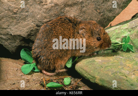 Orkney Vole Microtus arvalis orcadensis. Specimen from the island of Mainland. Larger and darker in colour than, for example, those on the island of W Stock Photo