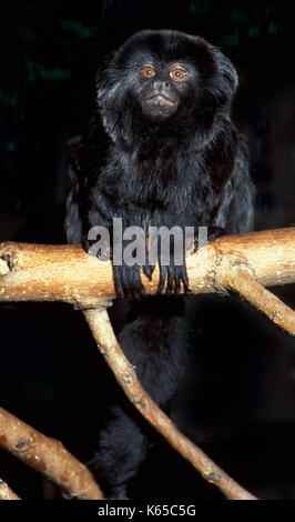 Goeldi's Marmoset, monkey (Callimico goeldii) - captive, Ecuador, columbia, tropical jungle Stock Photo