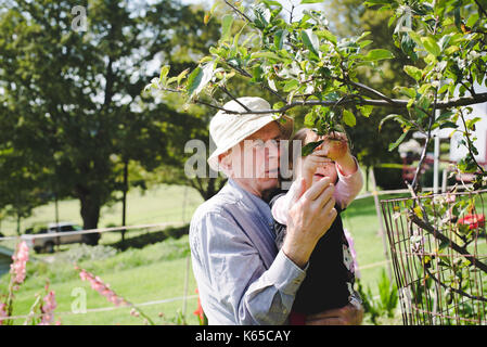 A grandfather helps his granddaughter pick an apple off a tree. Stock Photo