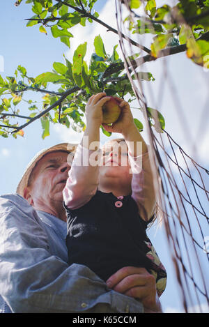 A grandfather helps his granddaughter pick an apple off a tree. Stock Photo