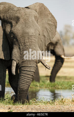 elephant at river in Khwai, okavango delta Stock Photo