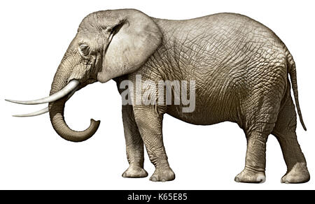 African elephant by watering hole, side view head shot, Kruger National  Park, South Africa stock photo