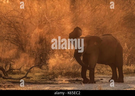 Elephant in dust , Kwai , Botswana, Okavango delta,