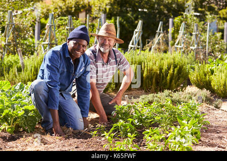 Portrait Of Two Men Working Together On Community Allotment Stock Photo