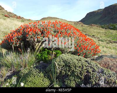 Anarthrophyllum desideratum, a bush with fiery red flowers, blossoming in Patagonia´s steppe near El Chalten, Argentina Stock Photo