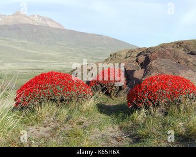 Anarthrophyllum desideratum, a bush with fiery red flowers, blossoming in Patagonia´s steppe near El Chalten, Argentina Stock Photo