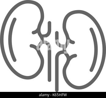 Simple kidneys line icon. Symbol and sign vector illustration design. Editable Stroke. Isolated on white background Stock Vector
