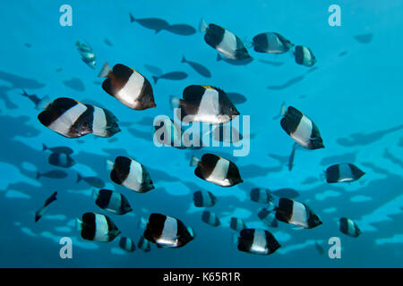 Swarm Brown-and-white butterflyfish (Hemitaurichthys zoster), Indian Ocean, Maldives Stock Photo