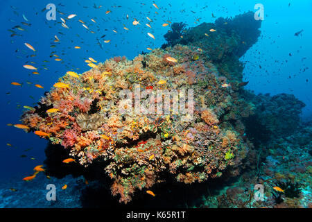 Coral reef, coral block, various red soft corals (Dendronephthya sp.) and swarm of flagfish (Pseudanthias sp.), Indian Ocean Stock Photo