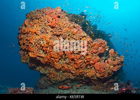 Coral reef, coral block, densely overgrown, various red soft corals (Dendronephthya sp.) and swarm of flagfish (Pseudanthias Stock Photo