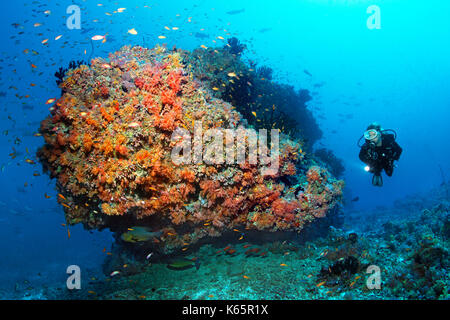 Diver, coral reef, coral block, various red soft corals (Dendronephthya sp.) and swarm of plume perch (Pseudanthias sp.) Stock Photo