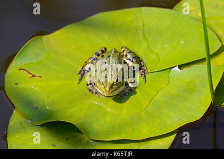 Edible Frog (Rana esculenta) sits on water lily bale, Germany Stock Photo