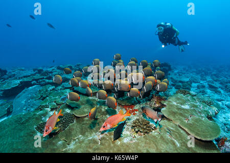 Diver, front Sabre squirrelfish (Sargocentron spiniferum) rear swarm Red-tailed butterflyfish (Chaetodon collare), Indian Ocean Stock Photo