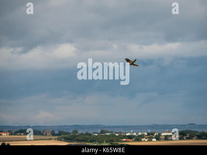 Hovering common kestrel, Falco tinnunculus, above rural agricultural landscape, with Firth of Forth in background, East Lothian, Scotland, UK Stock Photo