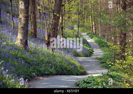 Footpath Leading Through Bluebells & Wild Garlic in Strid Wood, Bolton Abbey part of the Dales Way Long Distance Footpath, Wharfedale, Yorkshire. Stock Photo
