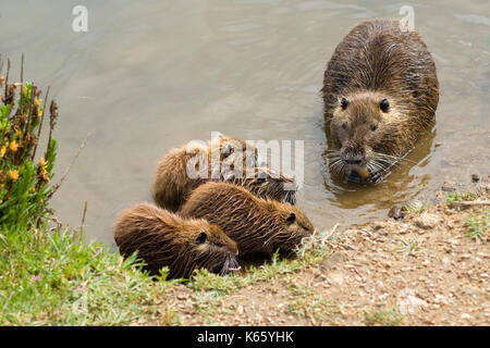 The nutria, Myocastor coypus, is a large, plant-eating, rodent. The shoot was done in the south of France in a natural park, close to the sea Stock Photo