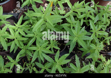 Lemon verbena plant leaves. Aloysia citrodora herb. Stock Photo