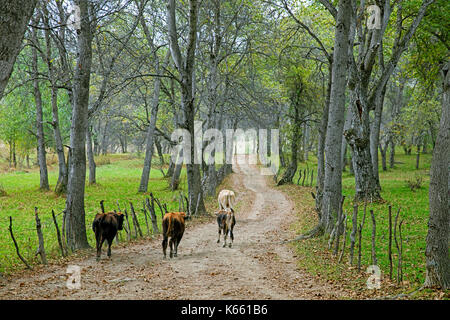 Cows running down track through forest with wild Persian walnut (Juglans regia) trees in Arslanbob / Arslonbob in the Jalal-Abad Region of Kyrgyzstan Stock Photo