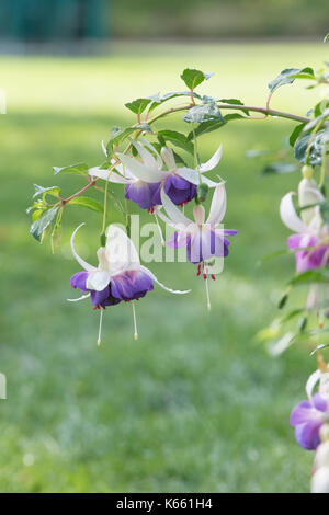 Fuchsia 'Delta sarah' flowers Stock Photo