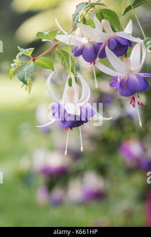 Fuchsia 'Delta sarah' flowers Stock Photo