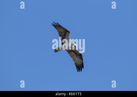 Ringed Western osprey (Pandion haliaetus) looking for fish below while soaring over lake Stock Photo