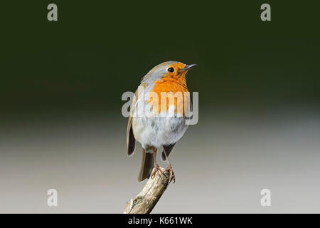 European robin (Erithacus rubecula) perched on branch Stock Photo