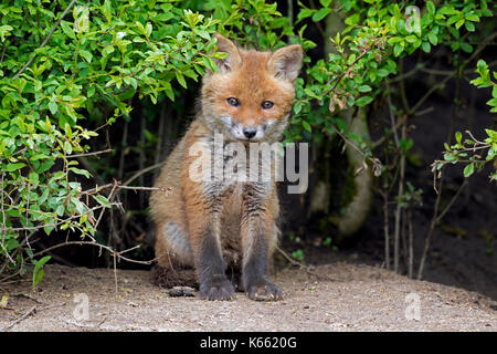 Red fox (Vulpes vulpes) single kit emerging from thicket in spring Stock Photo