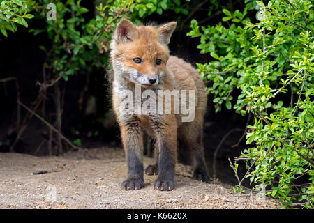 Red fox (Vulpes vulpes) single kit emerging from thicket in spring Stock Photo