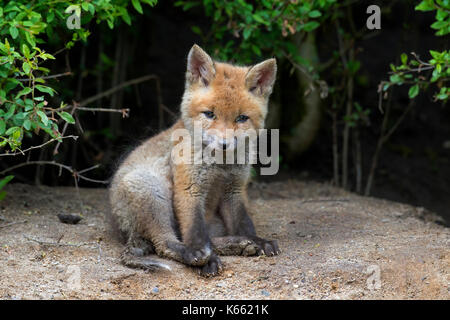 Red fox (Vulpes vulpes) single kit emerging from thicket in spring Stock Photo