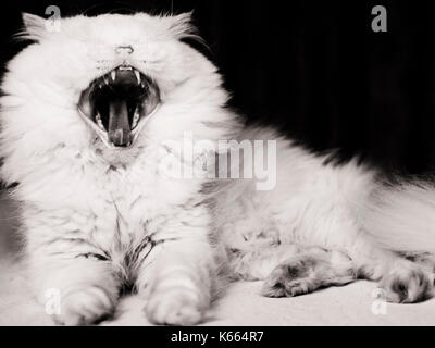 Yawn Stock Photo