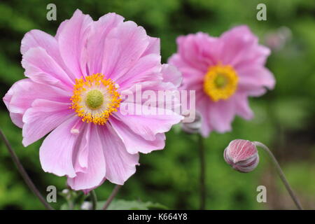 Japanese anemone 'Queen Charlotte, in full bloom in  a garden border in summer (July), UK Stock Photo