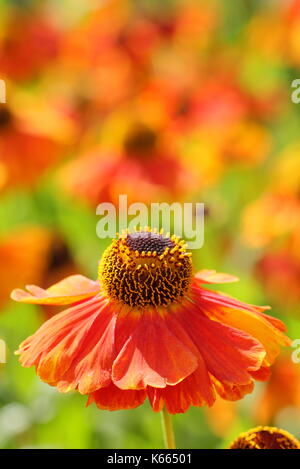Sneezeweed, Helenium 'Waltraut' a tall perennial with bright golden orange flowers, in full bloom in an English garden border in summer Stock Photo