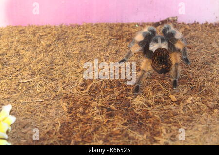 Animals Stock Photo