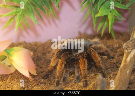 Animals Stock Photo
