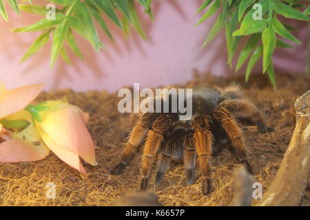 Animals Stock Photo