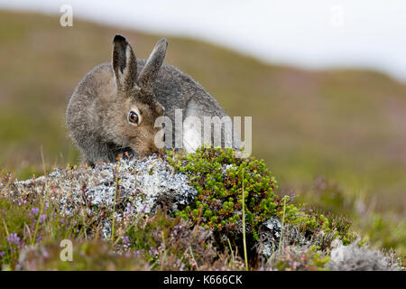 Mountain Hare (Lepus Timidus), Scottish Highlands, August 2017 Stock Photo