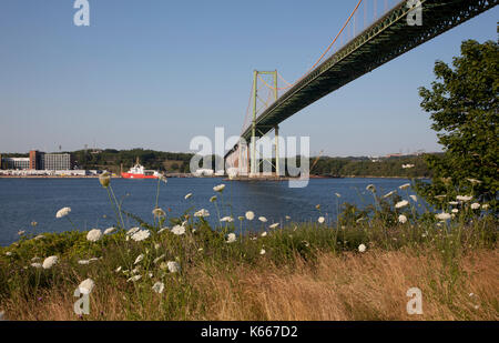 view from the grass with white flowers underneath the landmark A. Murray MacKay bridge in Halifax, Nova Scotia, with Dartmouth across the harbour Stock Photo